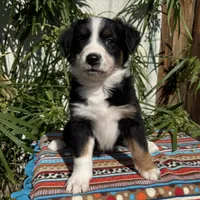 Olivia, a female Australian Shepherd and Miniature Australian Shepherd for sale in Torrance, CA – Photo 2 of 10