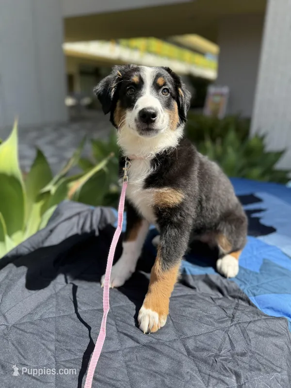 Olivia – Australian Shepherd, Miniature Australian Shepherd puppy for sale in Torrance, CA