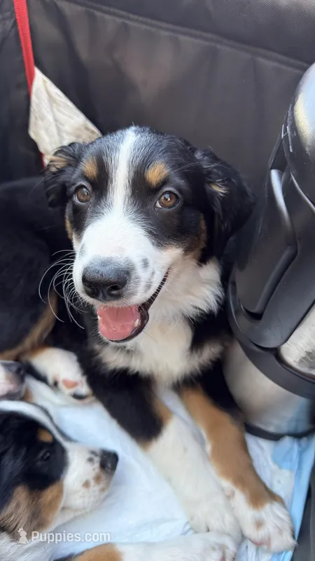 Olivia – Australian Shepherd, Miniature Australian Shepherd puppy for sale in Torrance, CA