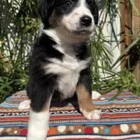 Olivia, a female Australian Shepherd and Miniature Australian Shepherd for sale in Torrance, CA – Photo 5 of 10