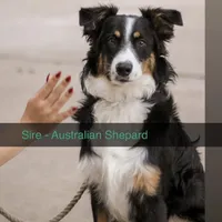 Olivia, a female Australian Shepherd and Miniature Australian Shepherd for sale in Torrance, CA – Photo 10 of 10