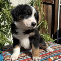 Olivia, a female Australian Shepherd and Miniature Australian Shepherd for sale in Torrance, CA – Photo 3 of 10