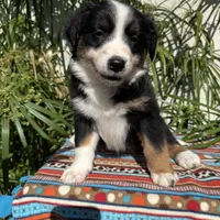 Olivia, a female Australian Shepherd and Miniature Australian Shepherd for sale in Torrance, CA – Photo 8 of 10