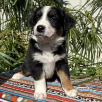 Olivia, a female Australian Shepherd and Miniature Australian Shepherd for sale in Torrance, CA – Photo 4 of 10