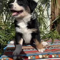 Olivia, a female Australian Shepherd and Miniature Australian Shepherd for sale in Torrance, CA – Photo 7 of 10