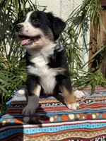 processed/dc27aee4-a8d3-4a33-954e-a5b6f819da35/listing/cc56175b-ad30-467b-a6c1-52308b27e40f/f5d9afa7-6819-4346-8842-4670db767940