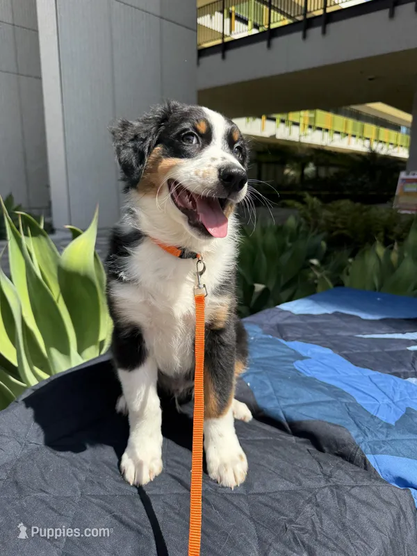 Mickey – Australian Shepherd, Miniature Australian Shepherd puppy for sale in Torrance, CA