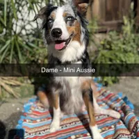 Mickey, a male Australian Shepherd and Miniature Australian Shepherd for sale in Torrance, CA – Photo 7 of 8