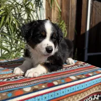 Mickey, a male Australian Shepherd and Miniature Australian Shepherd for sale in Torrance, CA – Photo 3 of 8
