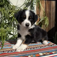 Mickey, a male Australian Shepherd and Miniature Australian Shepherd for sale in Torrance, CA – Photo 2 of 8