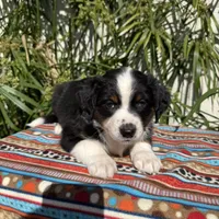 Mickey, a male Australian Shepherd and Miniature Australian Shepherd for sale in Torrance, CA – Photo 5 of 8
