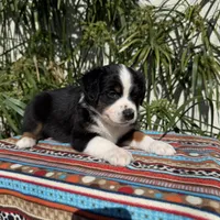 Mickey, a male Australian Shepherd and Miniature Australian Shepherd for sale in Torrance, CA – Photo 4 of 8