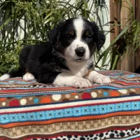 Mickey, a male Australian Shepherd and Miniature Australian Shepherd for sale in Torrance, CA – Photo 6 of 8