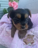 Juniper, a female Yorkshire Terrier for sale in Millersburg, PA – Photo 3 of 3