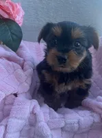 Juniper, a female Yorkshire Terrier for sale in Millersburg, PA – Photo 2 of 3