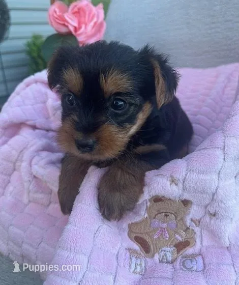Juniper – Yorkshire Terrier puppy for sale in Millersburg, PA