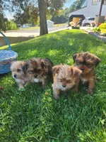 Tom, a male Shorkie for sale in Millersburg, PA – 4 of 5