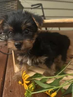 Austin, a male Yorkshire Terrier for sale in Millersburg, PA – 3 of 3