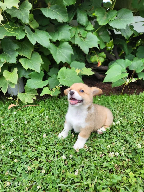 Amy – Pembroke Welsh Corgi puppy for sale in Millersburg, PA