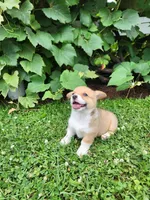 Amy, a female Pembroke Welsh Corgi for sale in Millersburg, PA – 1 of 4