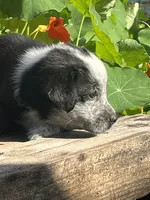 Rocky, a male Australian Shepherd and Border Collie for sale in Millersburg, PA – 2 of 3