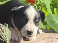 Rainy, a female Australian Shepherd and Border Collie for sale in Millersburg, PA – 2 of 3