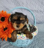 Shelby, a female Yorkshire Terrier for sale in Millersburg, PA – Photo 3 of 4