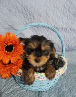 Shelby, a female Yorkshire Terrier for sale in Millersburg, PA – Photo 4 of 4