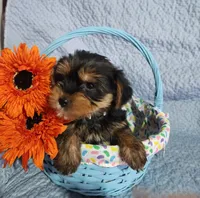 Shelby, a female Yorkshire Terrier for sale in Millersburg, PA – Photo 2 of 4