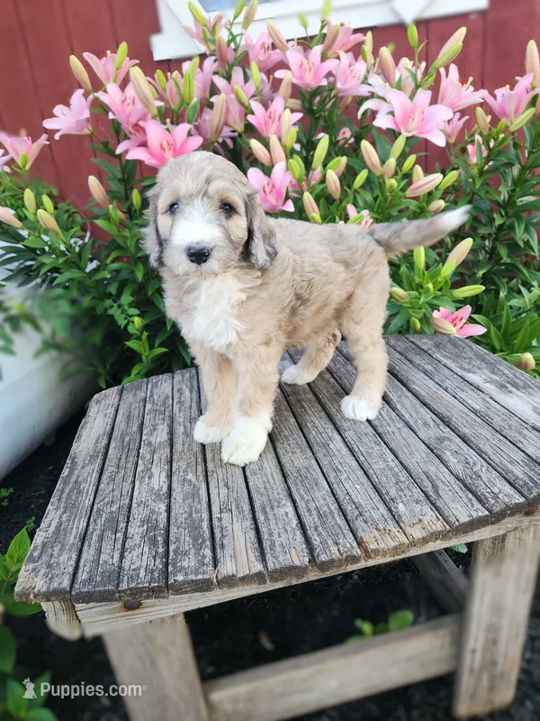Chrissy – Bernedoodle puppy for sale in Millersburg, PA