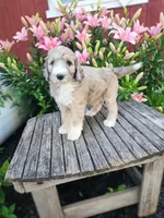 Chrissy, a female Bernedoodle for sale in Millersburg, PA – 1 of 3