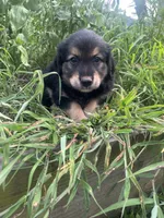 Lee, a male Australian Shepherd and Golden Retriever for sale in Millersburg, PA – 2 of 3