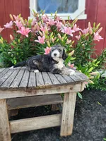 Chloe, a female Bernedoodle for sale in Millersburg, PA – 2 of 3