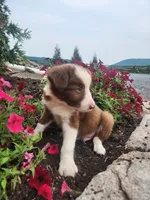Jayce, a male Border Collie for sale in Millersburg, PA – 2 of 4