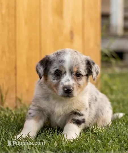 Chip – Australian Shepherd, Border Collie puppy for sale in Millersburg, PA