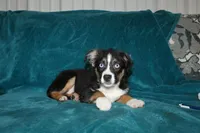 Jingles, a male Miniature Australian Shepherd for sale in Millersburg, PA – 4 of 7