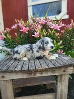 Colt, a male Bernedoodle for sale in Millersburg, PA – 2 of 4