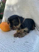 Houdini, a male Yorkshire Terrier for sale in Millersburg, PA – 2 of 3