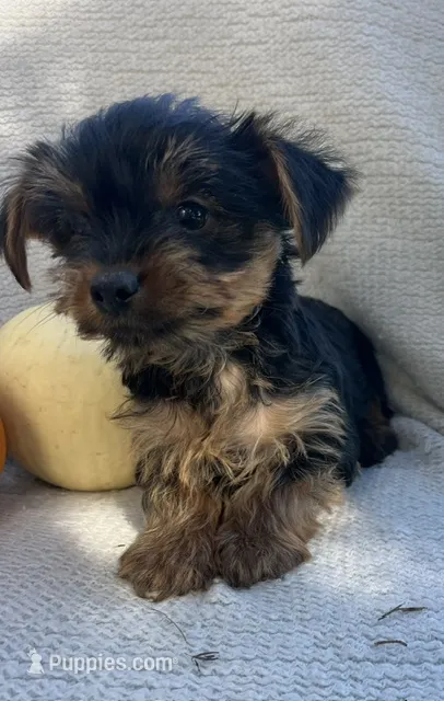 Houdini – Yorkshire Terrier puppy for sale in Millersburg, PA