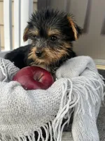 Macey, a female Yorkshire Terrier for sale in Millersburg, PA – 3 of 3