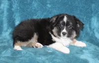 Spunky, a male Miniature Australian Shepherd for sale in Millersburg, PA – Photo 2 of 3