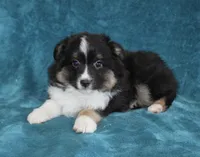 Spunky, a male Miniature Australian Shepherd for sale in Millersburg, PA – Photo 1 of 3
