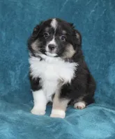 Spunky, a male Miniature Australian Shepherd for sale in Millersburg, PA – Photo 3 of 3