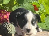 Rainy, a female Australian Shepherd and Border Collie for sale in Millersburg, PA – 3 of 3
