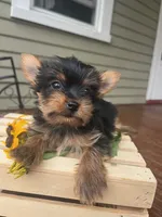 Alice, a female Yorkshire Terrier for sale in Millersburg, PA – 2 of 4