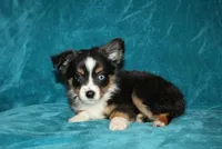 Sparky, a male Miniature Australian Shepherd for sale in Millersburg, PA – 3 of 4