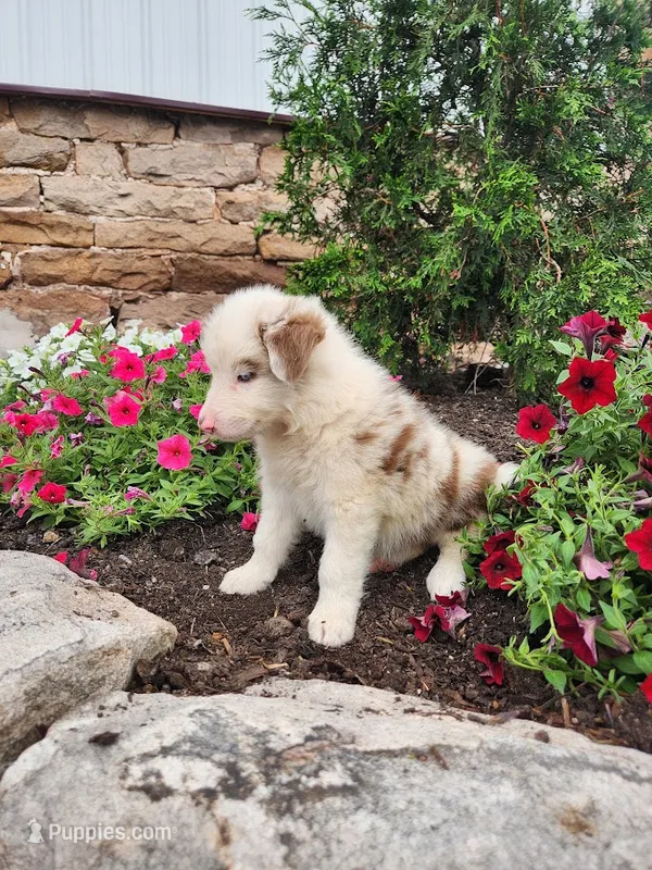 Jordan – Border Collie puppy for sale in Millersburg, PA