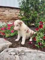Jordan, a male Border Collie for sale in Millersburg, PA – 1 of 4
