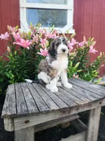 Crystal, a female Bernedoodle for sale in Millersburg, PA – 1 of 3