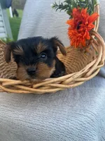 Rocky, a male Yorkshire Terrier for sale in Millersburg, PA – Photo 2 of 4
